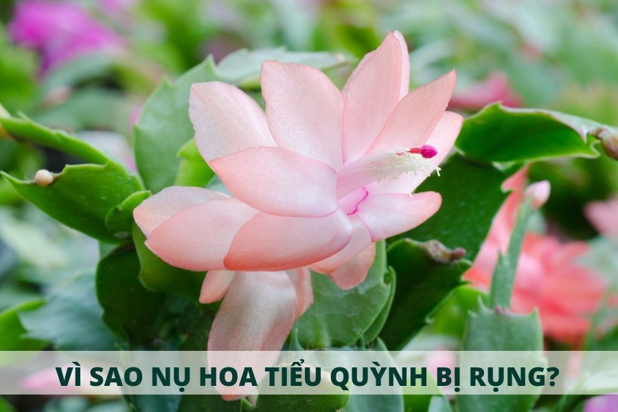 Nguyên nhân nụ hoa Tiểu Quỳnh bị rụng sớm