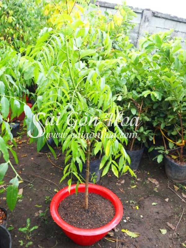 Đặt chậu cây cóc ở vị trí nhiều nắng