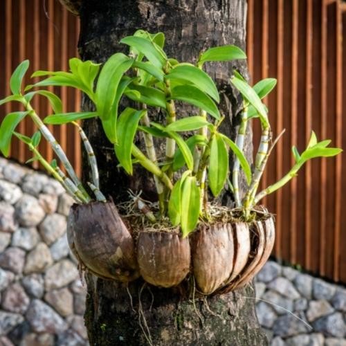 Trồng phong lan hiệu quả bằng băng vỏ dừa già