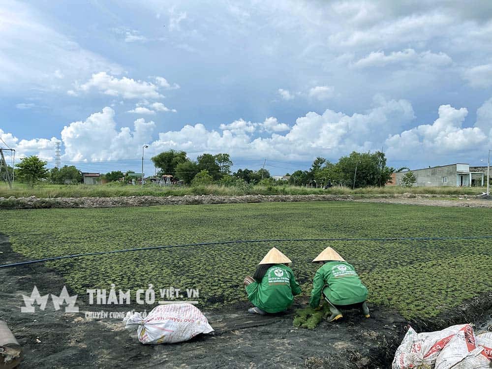 Vườn ươm sản xuất giống cỏ Paspalum số lượng lớn