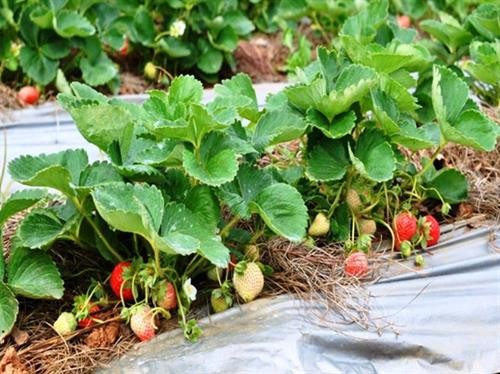 Hình ảnh cây dâu tây phát triển tốt trong vườn, minh họa cách trồng dâu tây ở vùng khí hậu nóng