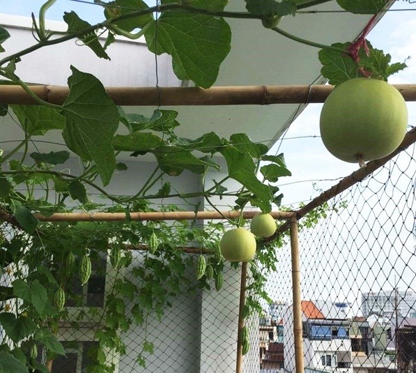 Mẫu giàn trồng cây trên sân thượng hiệu quả
