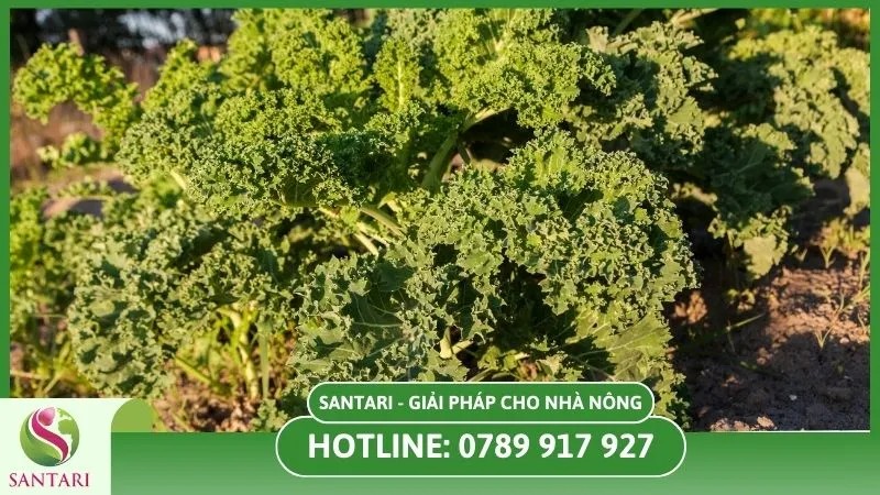 Cây cải Kale phát triển dưới ánh nắng mặt trời