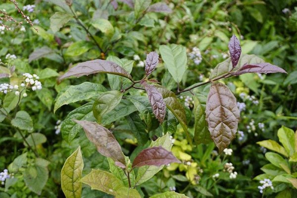 Cây xạ đen tươi tốt, lá xanh đậm