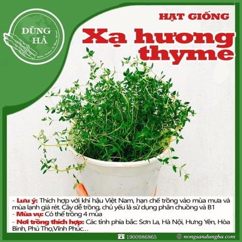 cây xạ hương trưởng thành