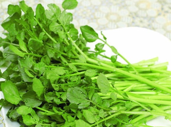 Rau cải xoong tươi xanh mơn mởn