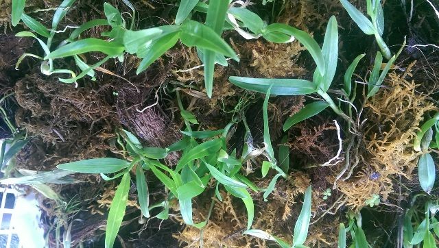Giá thể xơ dừa dùng để trồng lan Cattleya rừng
