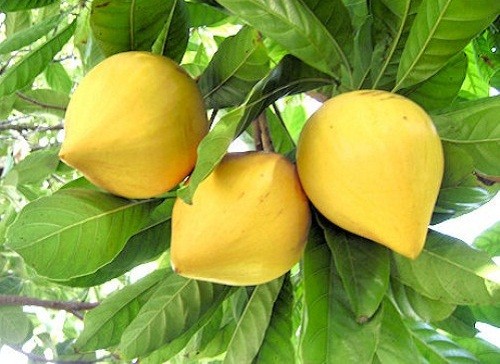 Nhân giống cây trứng gà có thể bằng hạt hoặc phương pháp vô tính