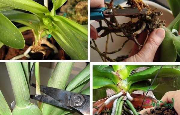 Xử lý rễ và lá địa lan sau khi hoa tàn