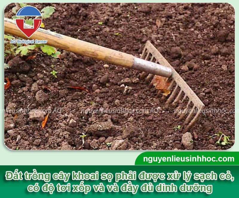 xử lý đất trồng khoai sọ tại nhà