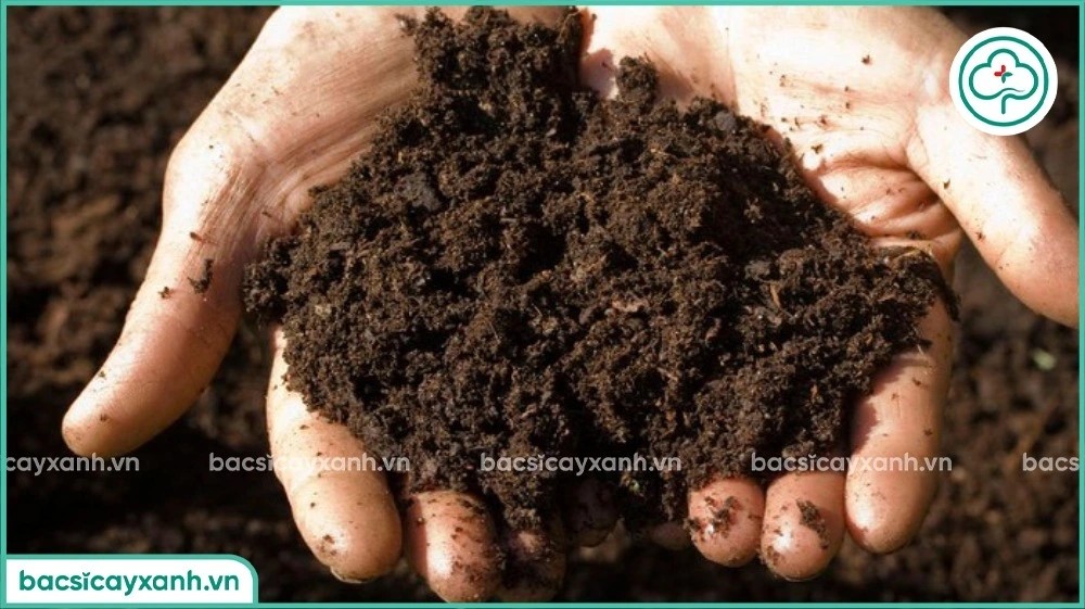 Chuẩn bị giá thể tơi xốp để trồng dâu tây từ hạt