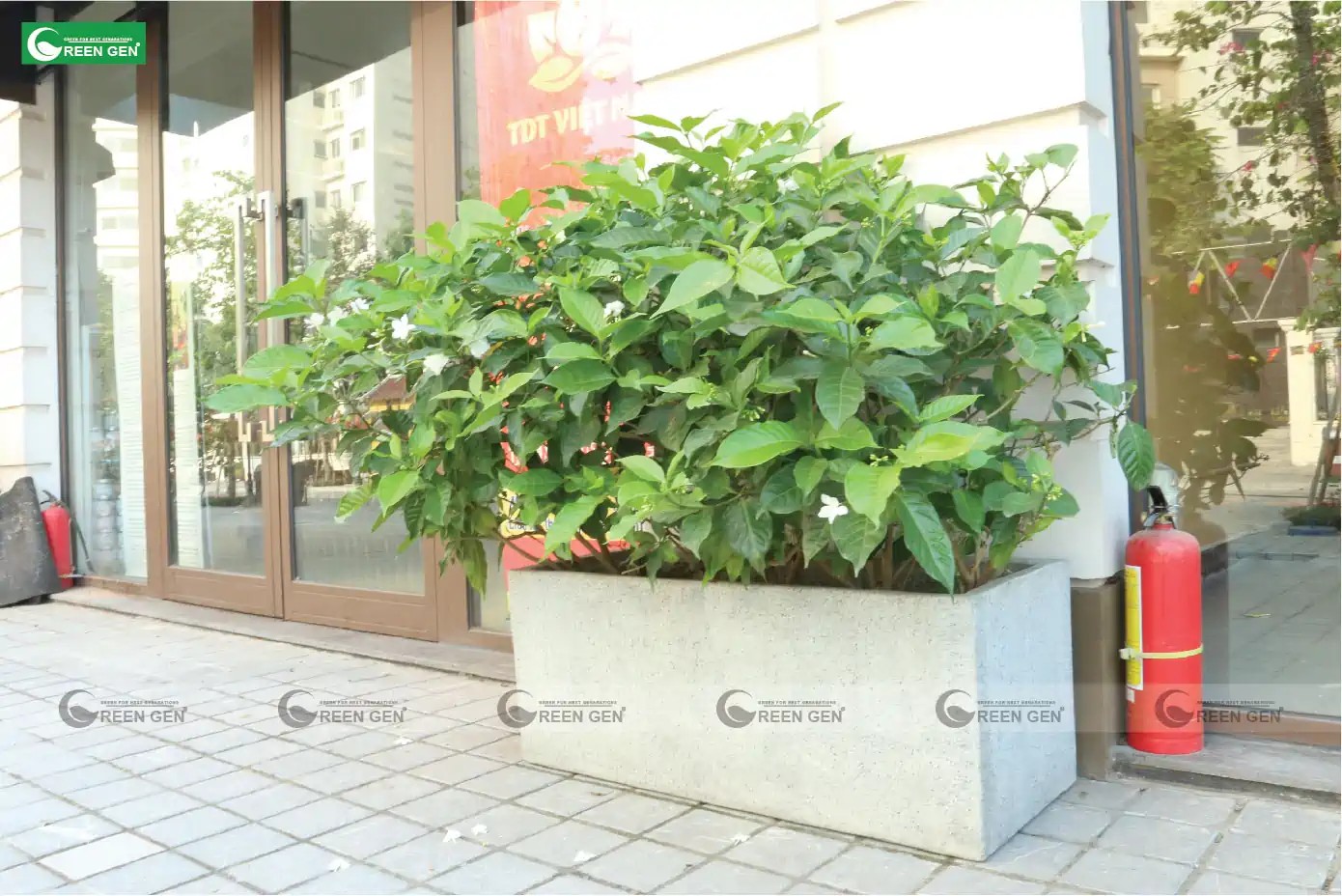 Vẻ đẹp thanh thoát của cây ngọc bút cảnh
