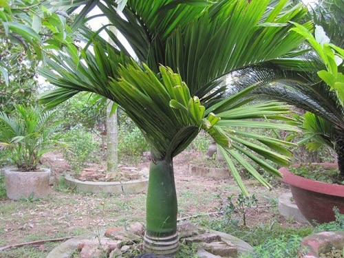 Cây cau trắng trong cảnh quan sân vườn