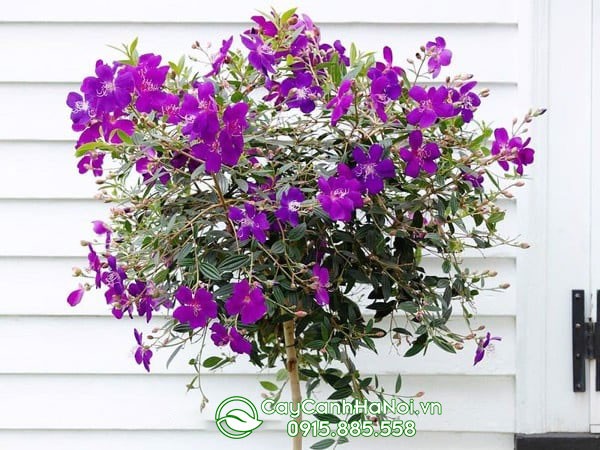 Cây hoa mua tím mang ý nghĩa biểu tượng trong phong thủy