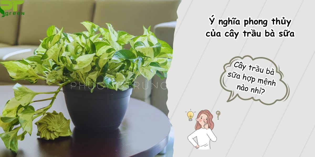 Chậu trầu bà sữa nhỏ đặt trong nhà, tượng trưng ý nghĩa phong thủy may mắn