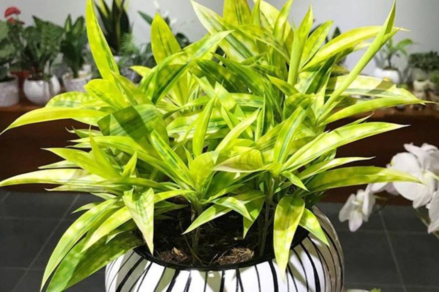 Cây trúc trang trí trong nhà mang lại ý nghĩa phong thủy tốt lành