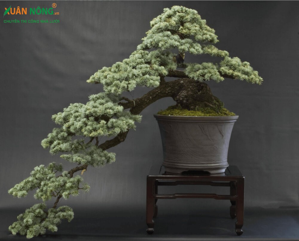 Cây tuyết tùng bonsai thể hiện ý nghĩa phong thủy
