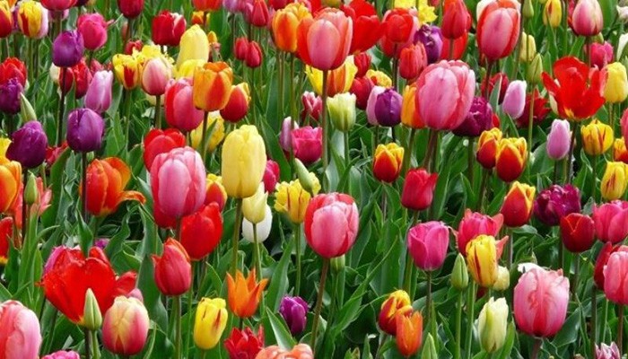 Ý nghĩa của hoa tulip theo màu sắc