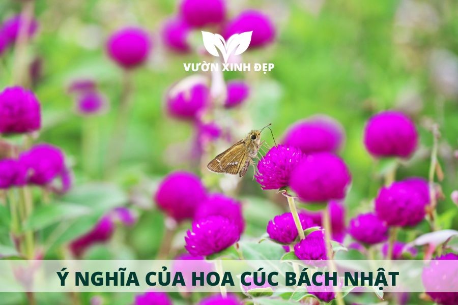 Ý nghĩa thủy chung của hoa cúc bách nhật