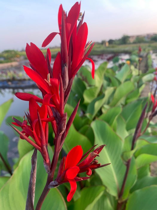 Ý nghĩa phong thủy tốt lành của cây hoa dong riềng