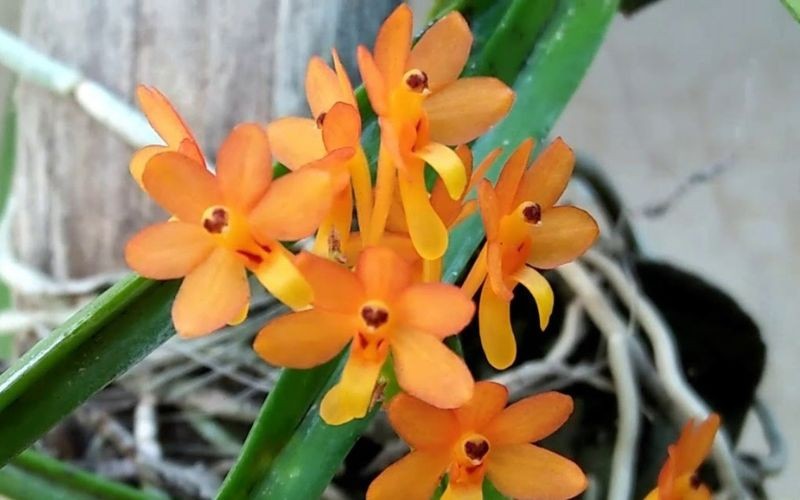 Đặc điểm và màu sắc đa dạng của lan hoàng yến