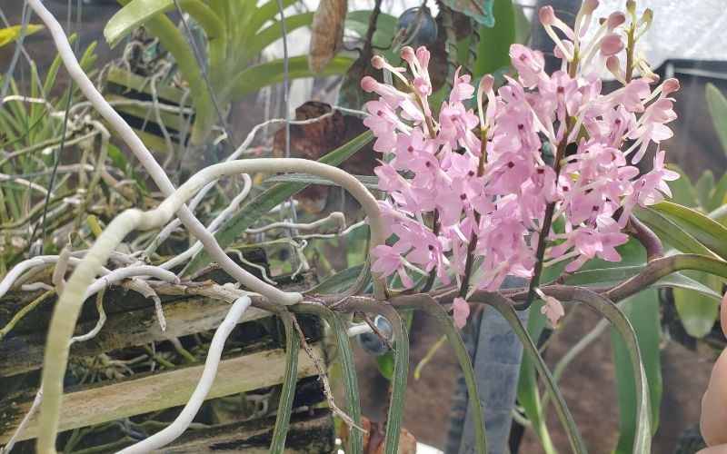 Ghép lan hoàng yến lên giá thể