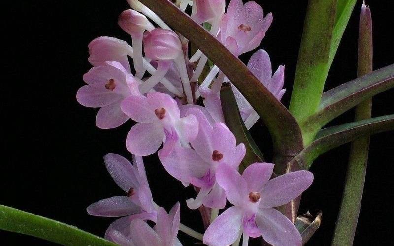 Cành lan hoàng yến tím thanh thoát