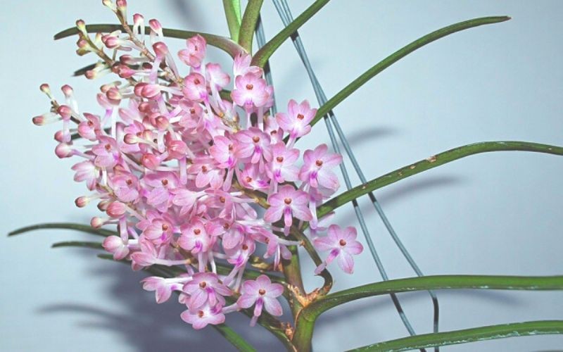 Sắc tím thủy chung của hoa lan hoàng yến