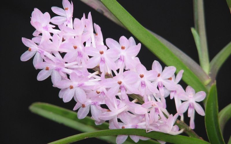 Lan hoàng yến rực rỡ dưới nắng