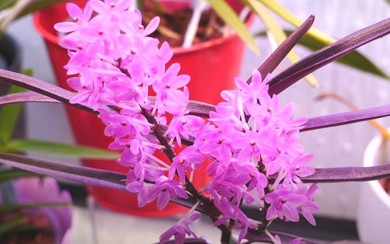 Vẻ đẹp dịu dàng của những đóa lan hoàng yến tím