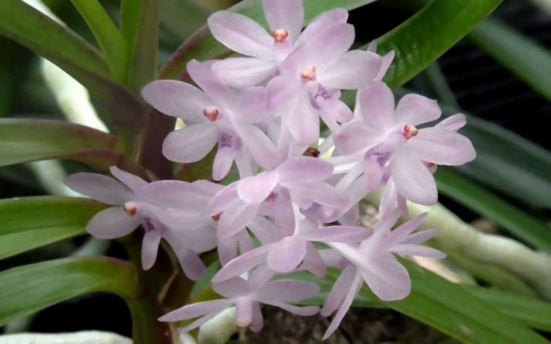 Chùm hoa lan hoàng yến tím dưới ánh sáng