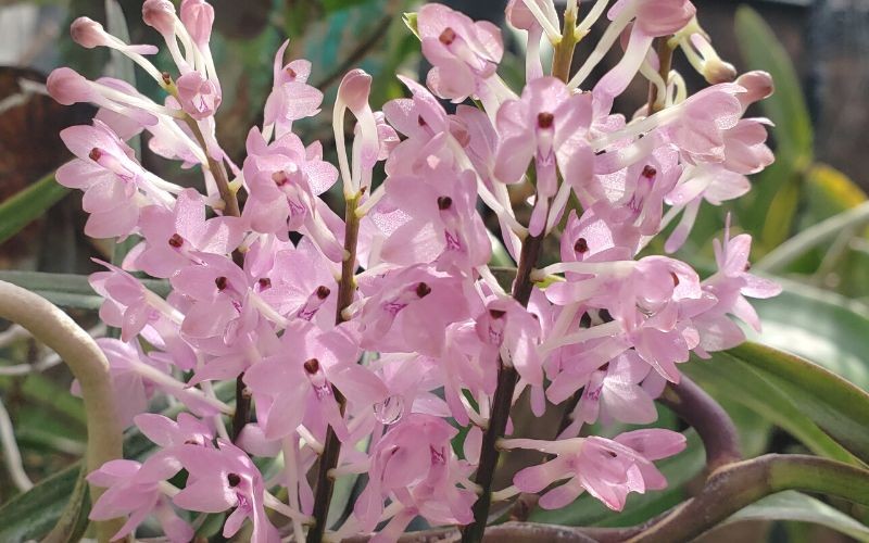 Lan hoàng yến tím trang trí góc nhà