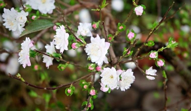 Cây mai tết sau khi hoa tàn trong chậu