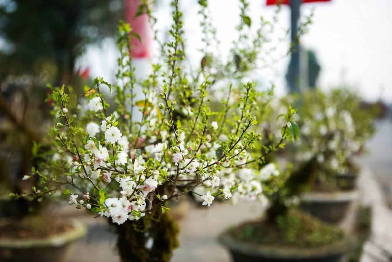 Tưới nước cẩn thận cho cây mai tết trồng trong chậu